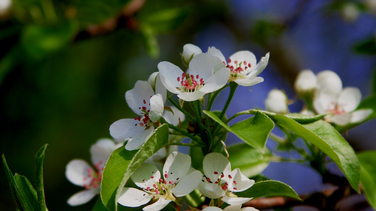 Image - apple blossom apple tree