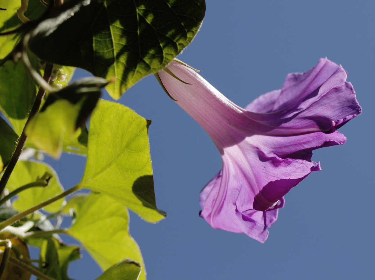 Image - hibiscus marshmallow blossom bloom