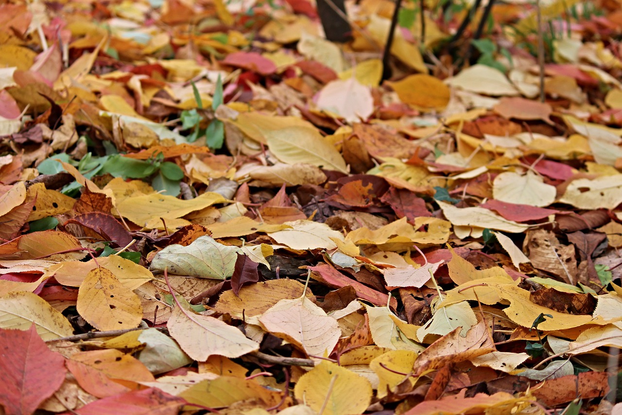 Image - fall foliage leaves autumn