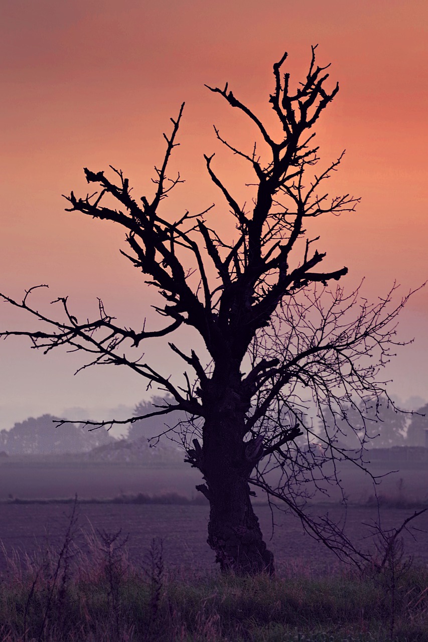 Image - tree dried lonely field dawn