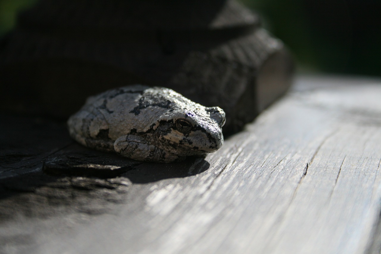 Image - frog wood close amphibian animal