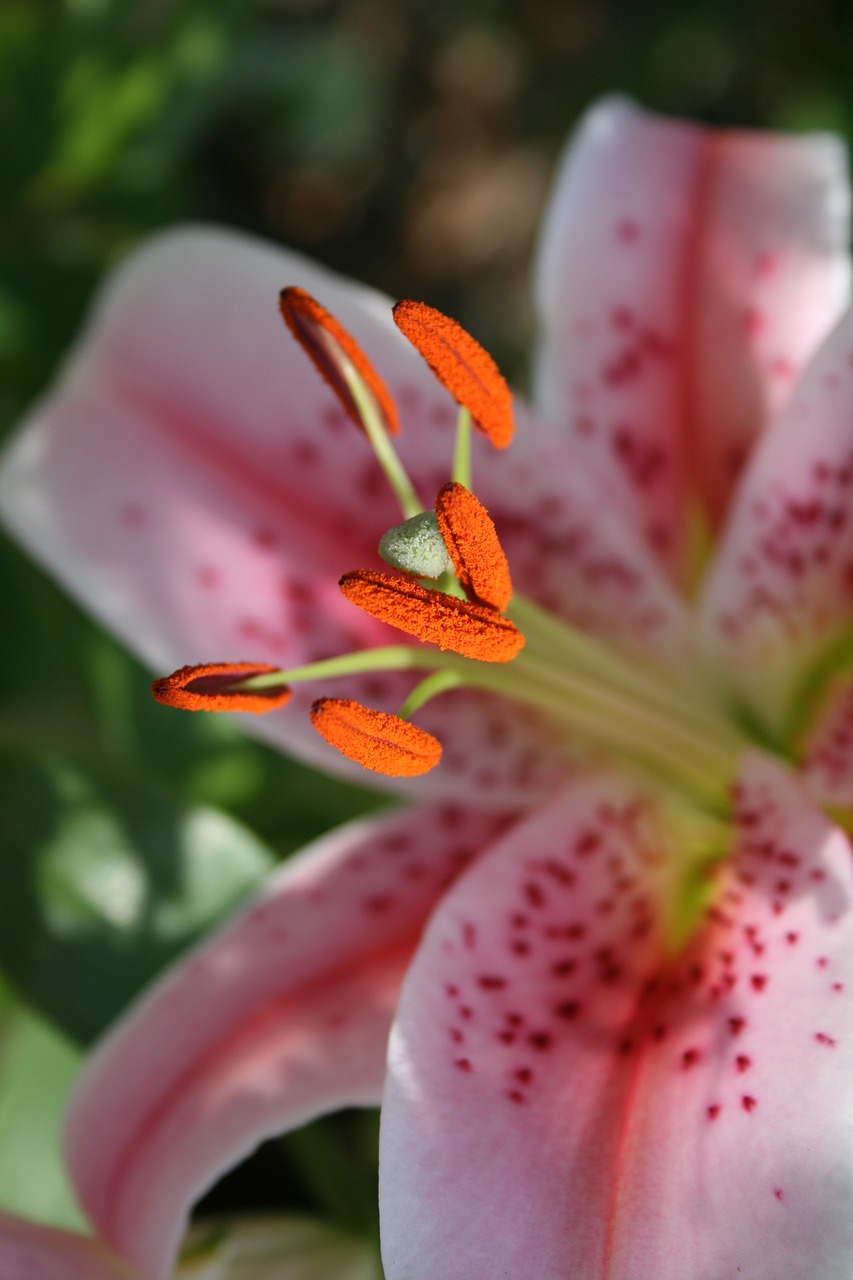 Image - flower lys pink nature lily pink