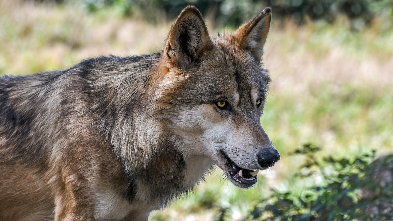 Image - wolf predator animal wild