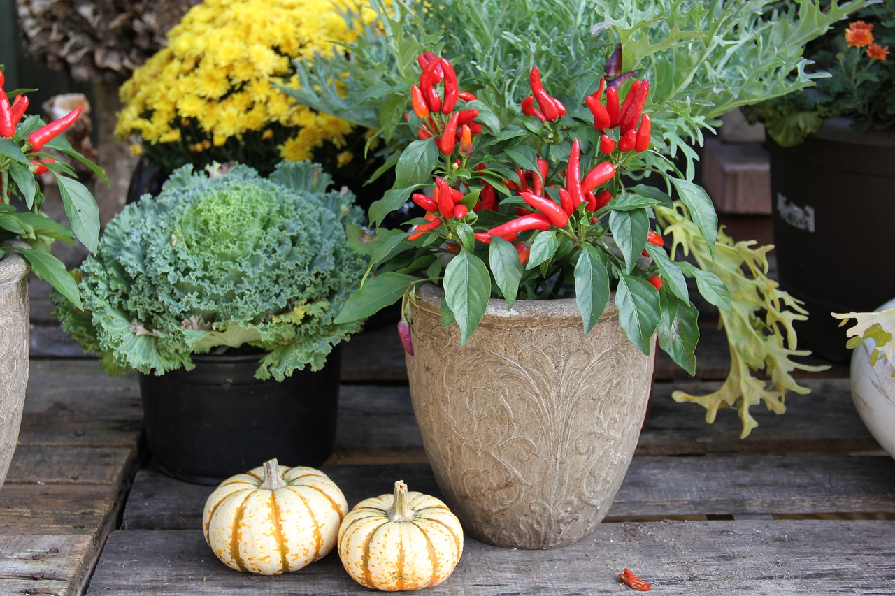 Image - fall pumpkins peppers autumn