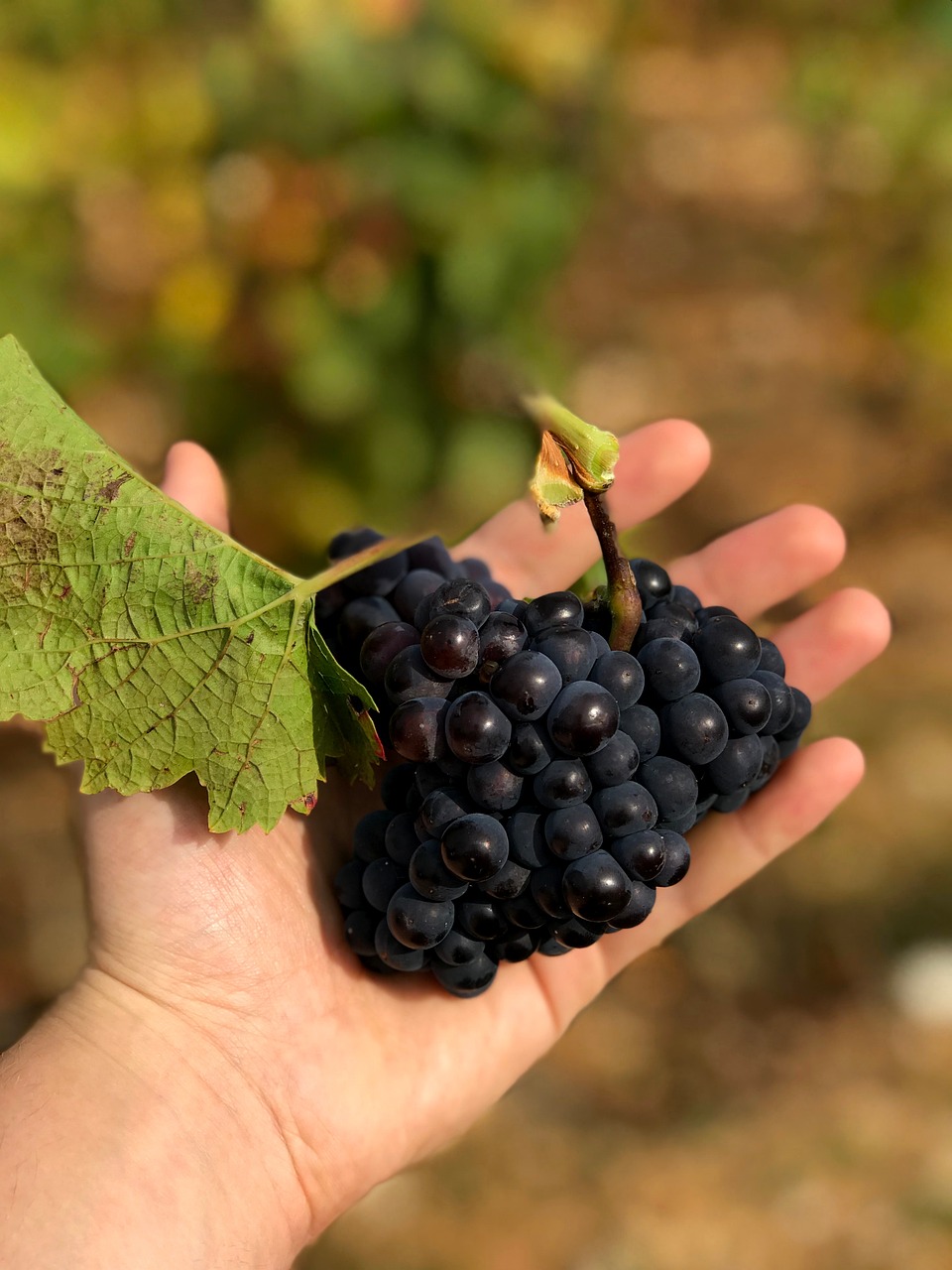 Image - grapes hand grape fruit