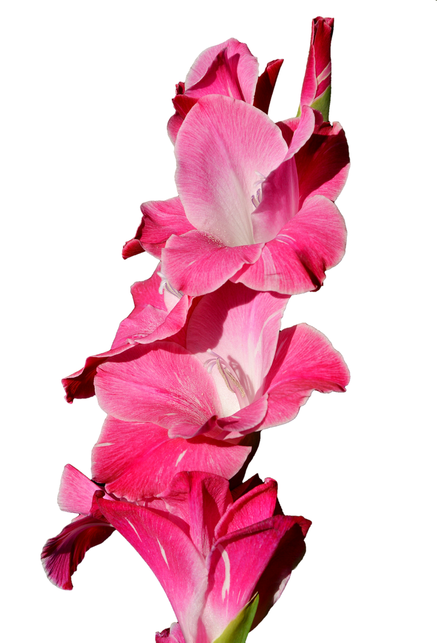 Image - gladiolus gladidus