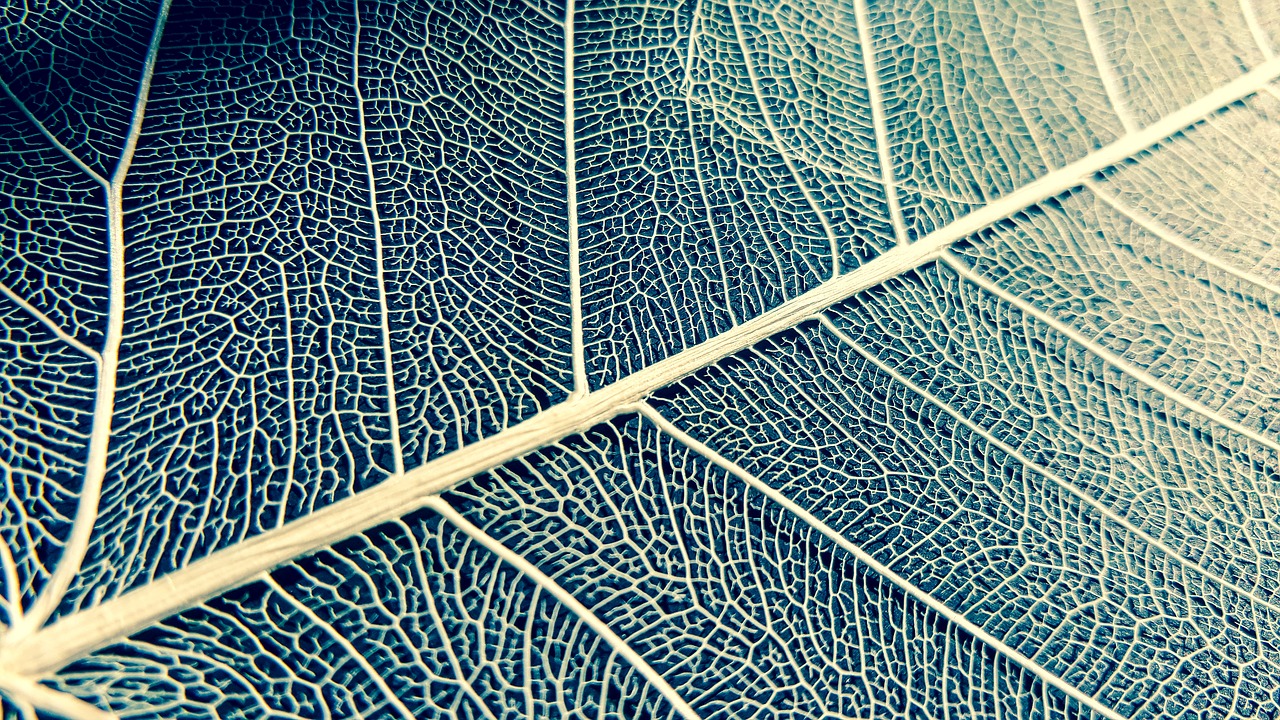 Image - leaf white structure texture