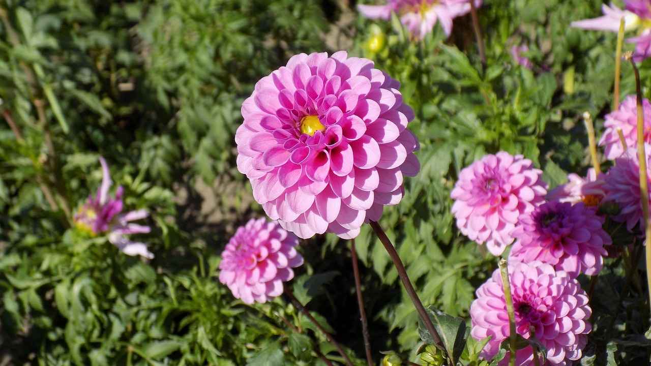 Image - dahlia dahlias flowers