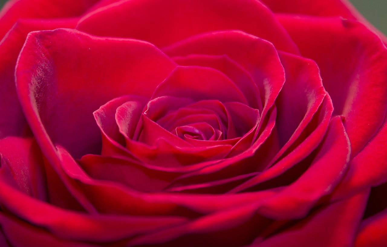 Image - rose closeup flower flowers plant