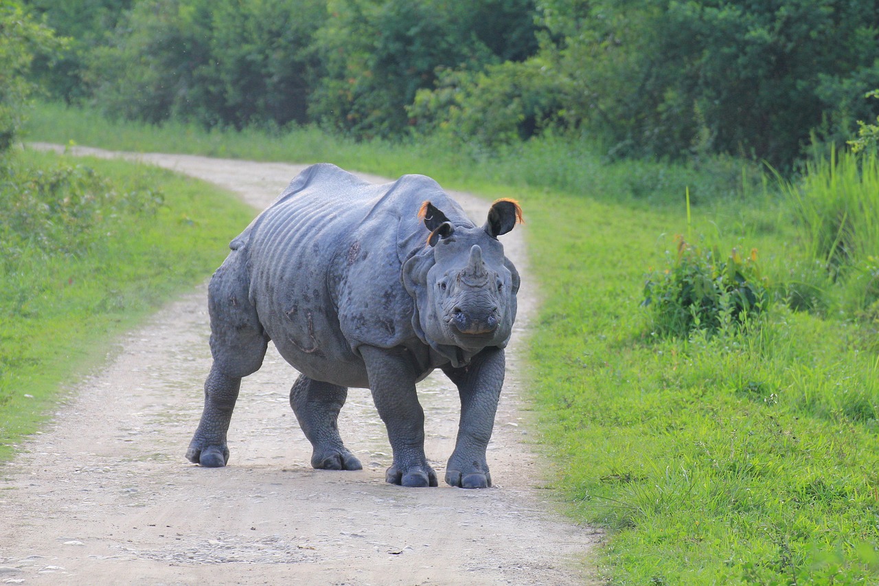 Image - rhino kaaziranga close look