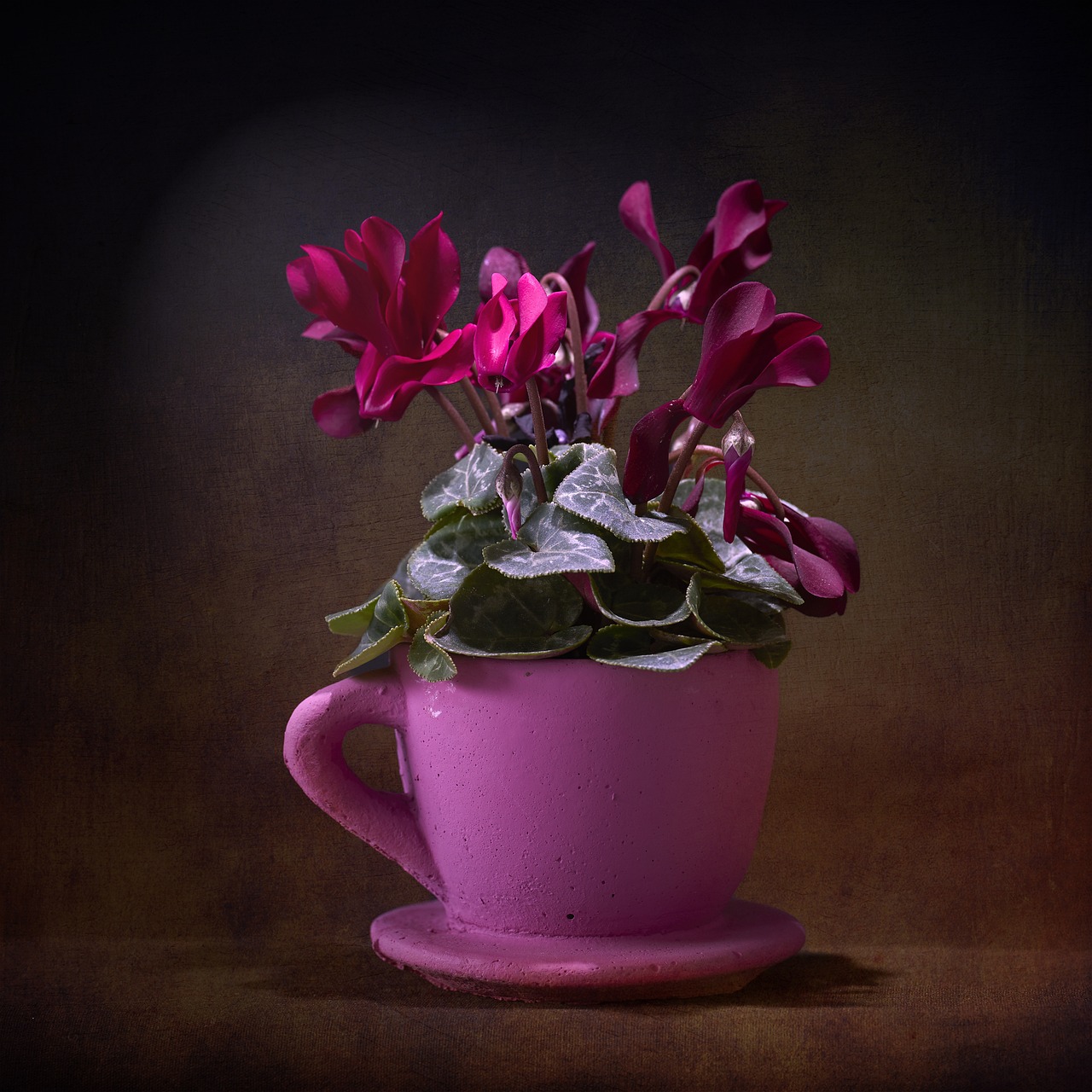 Image - violet pink plant flower flowerpot