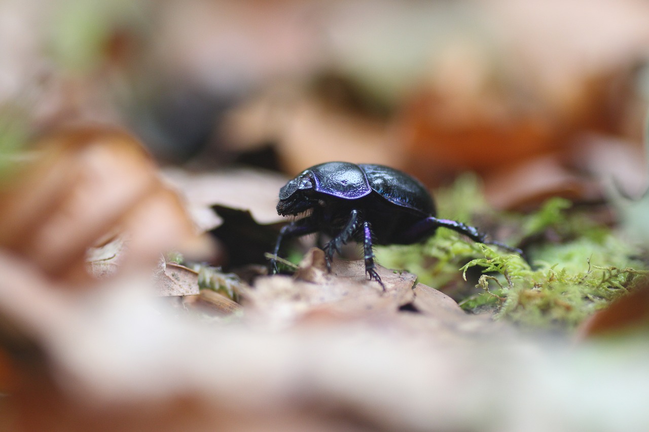 Image - beetle travel trip journey nature