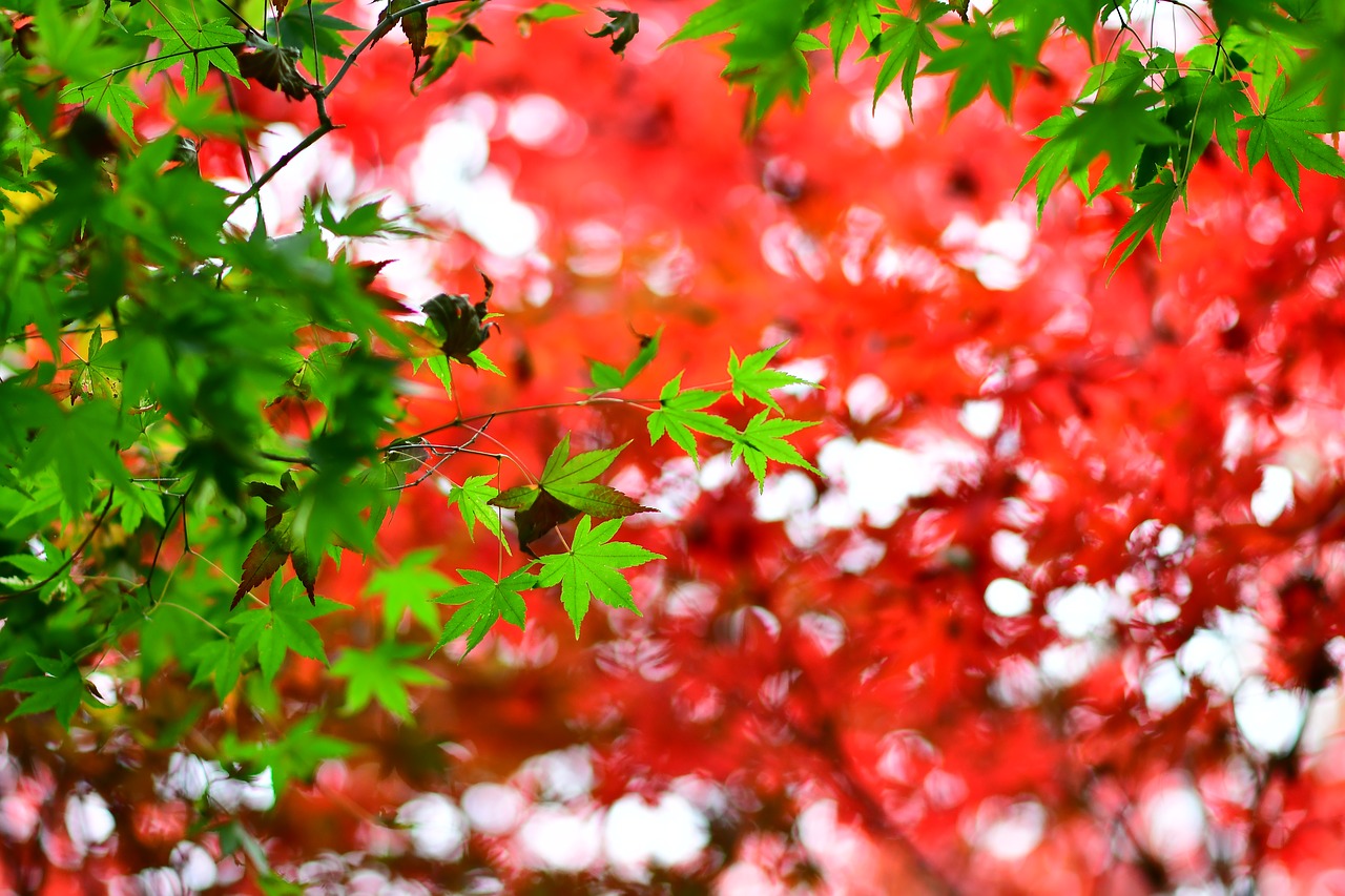 Image - maple leaf red maple station bend