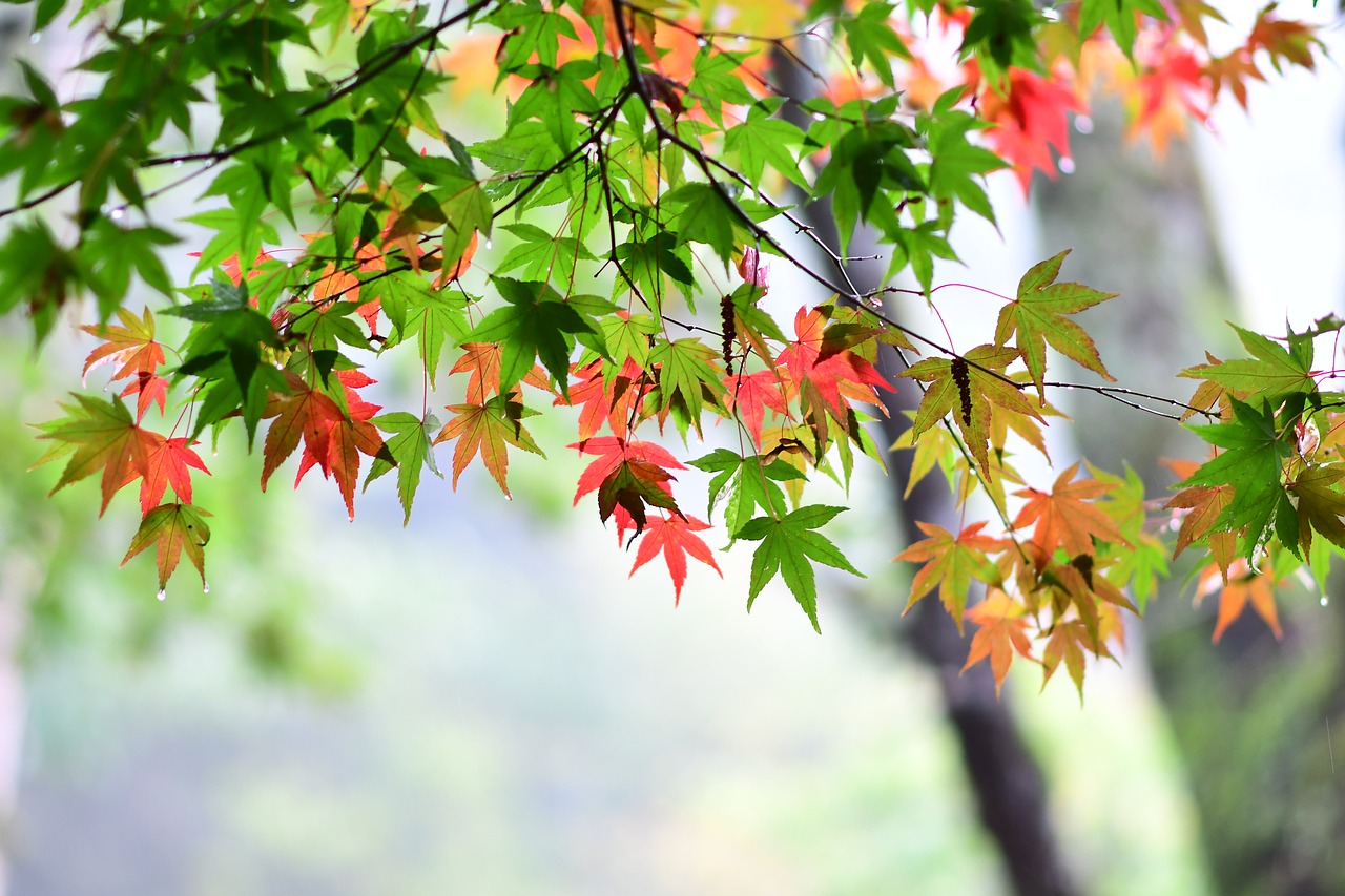 Image - maple leaf red maple station bend