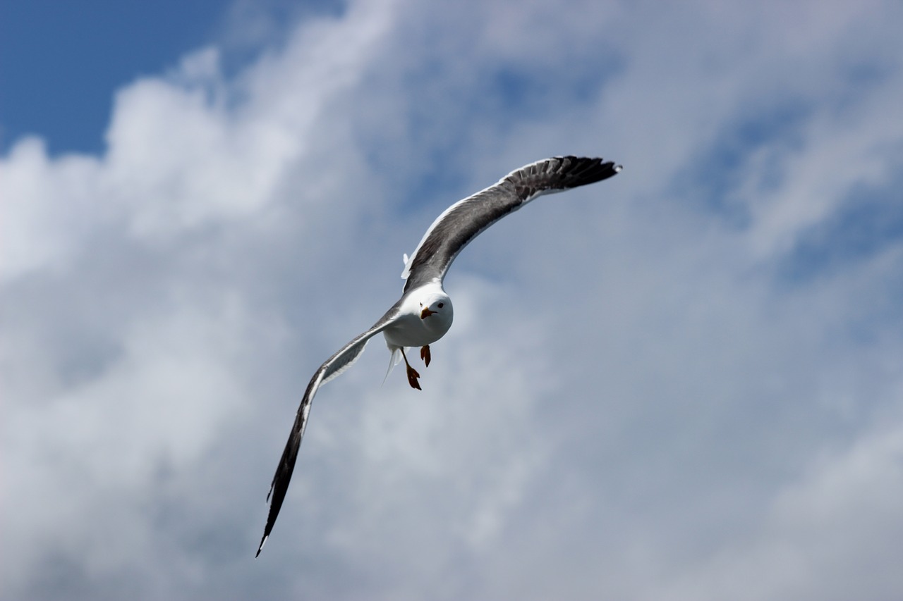 Image - seagull west frisian air