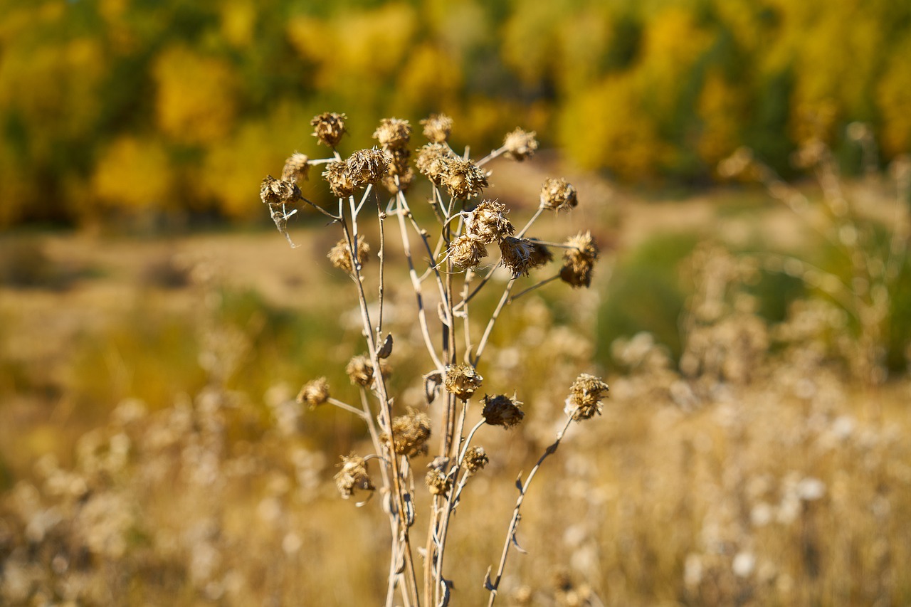 Image - autumn yellow plant dried up dea