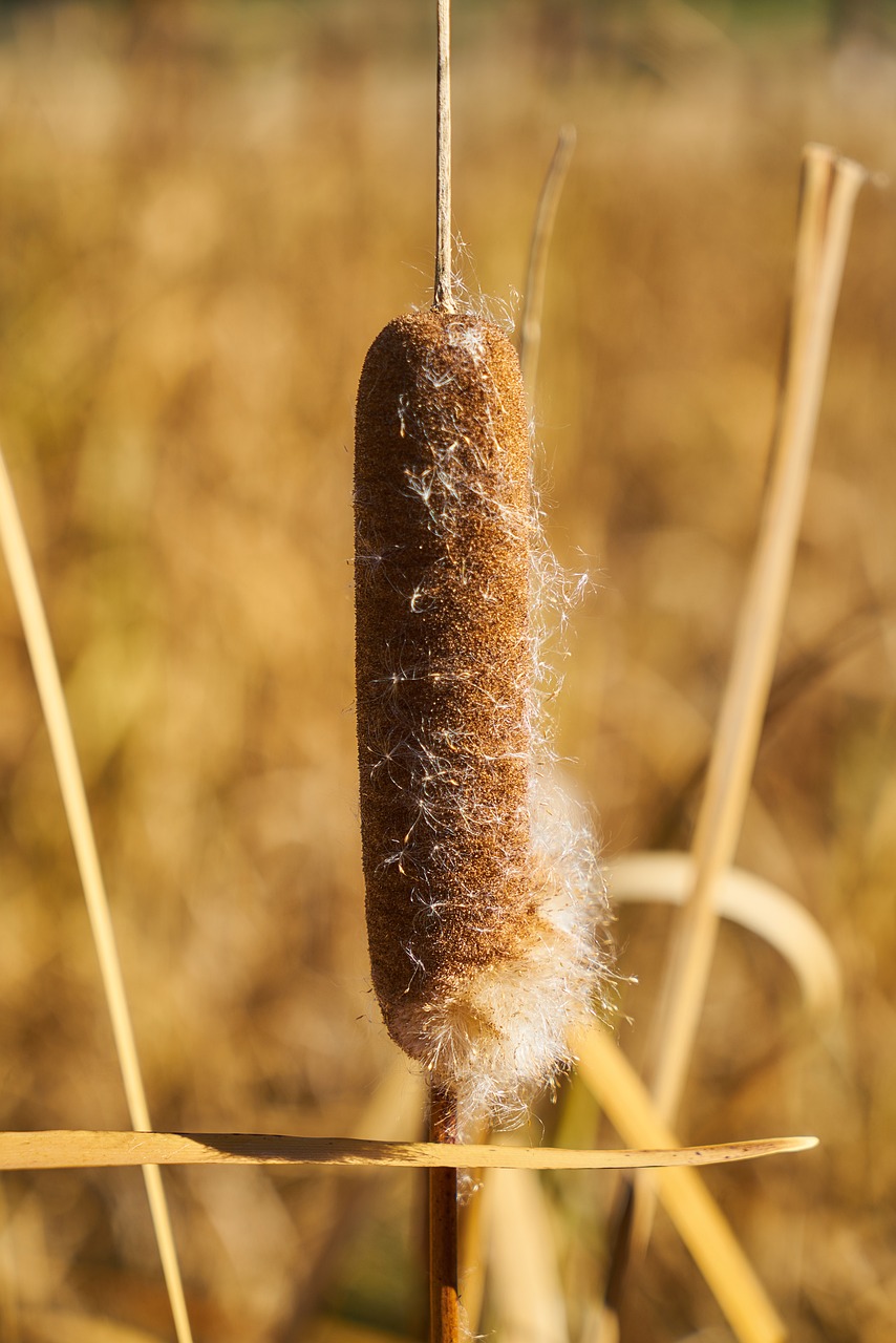 Image - plant reedy seed flower brown