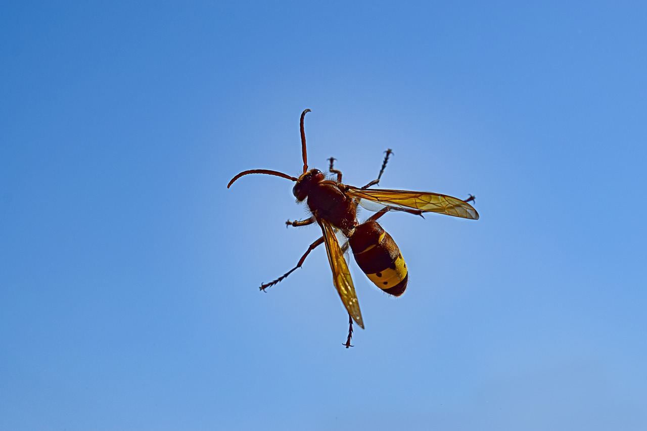 Image - hornet insect sky blue nature