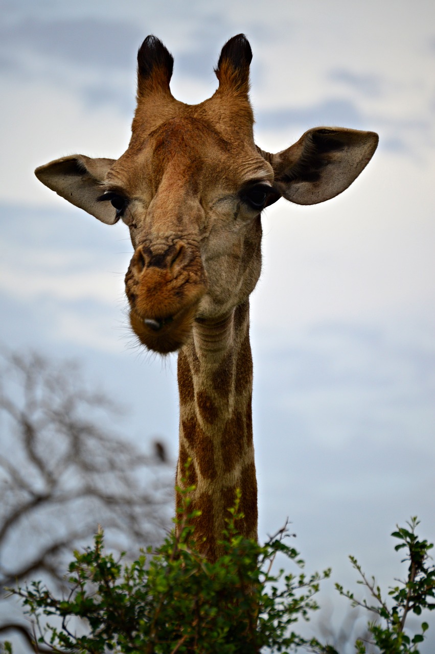 Image - giraffe curious africa neck