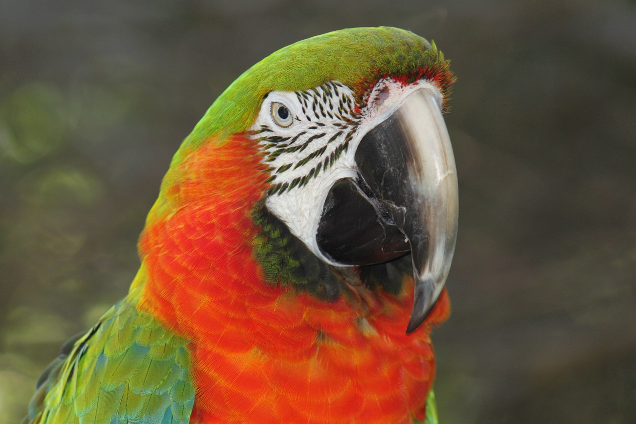 Image - birds nature pet wildlife animal