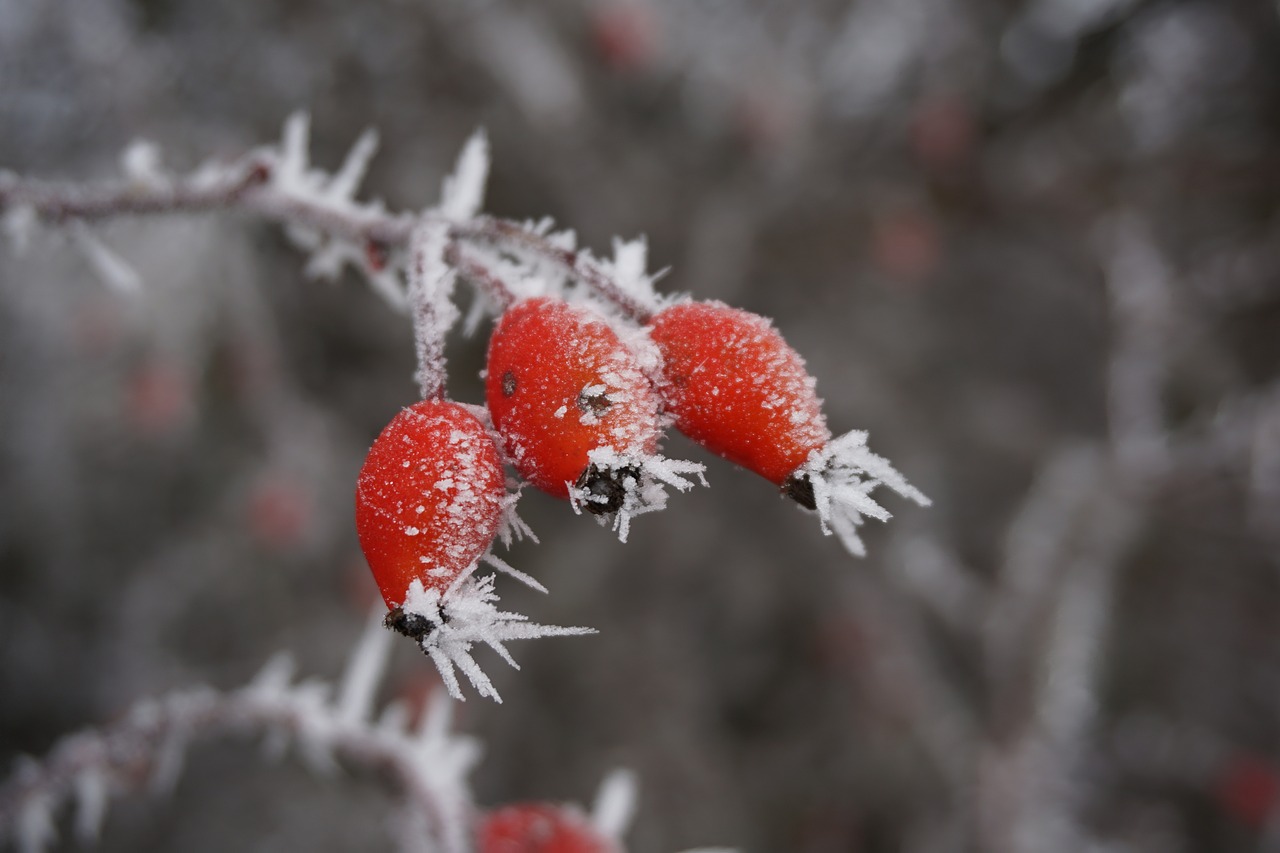 Image - winter ice rose hip