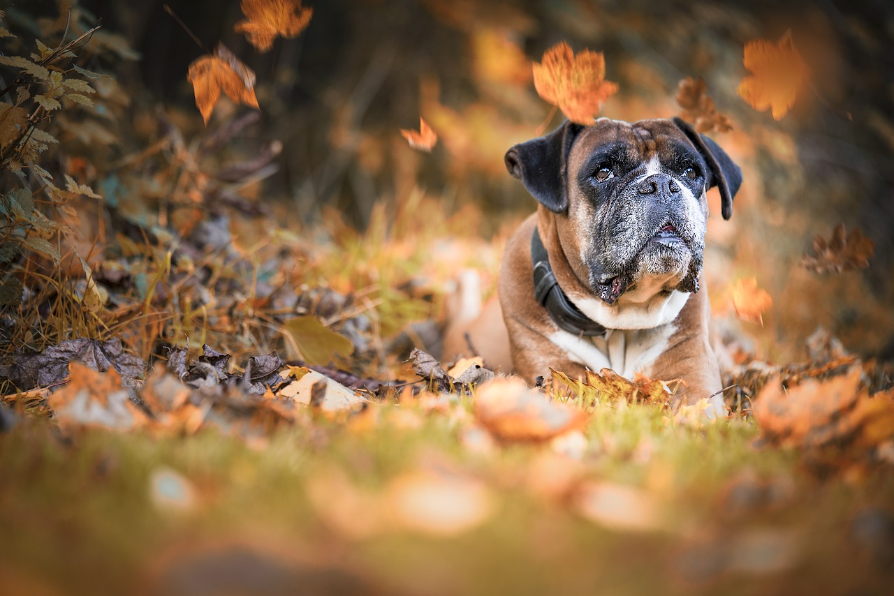 Image - dog boxer autumn