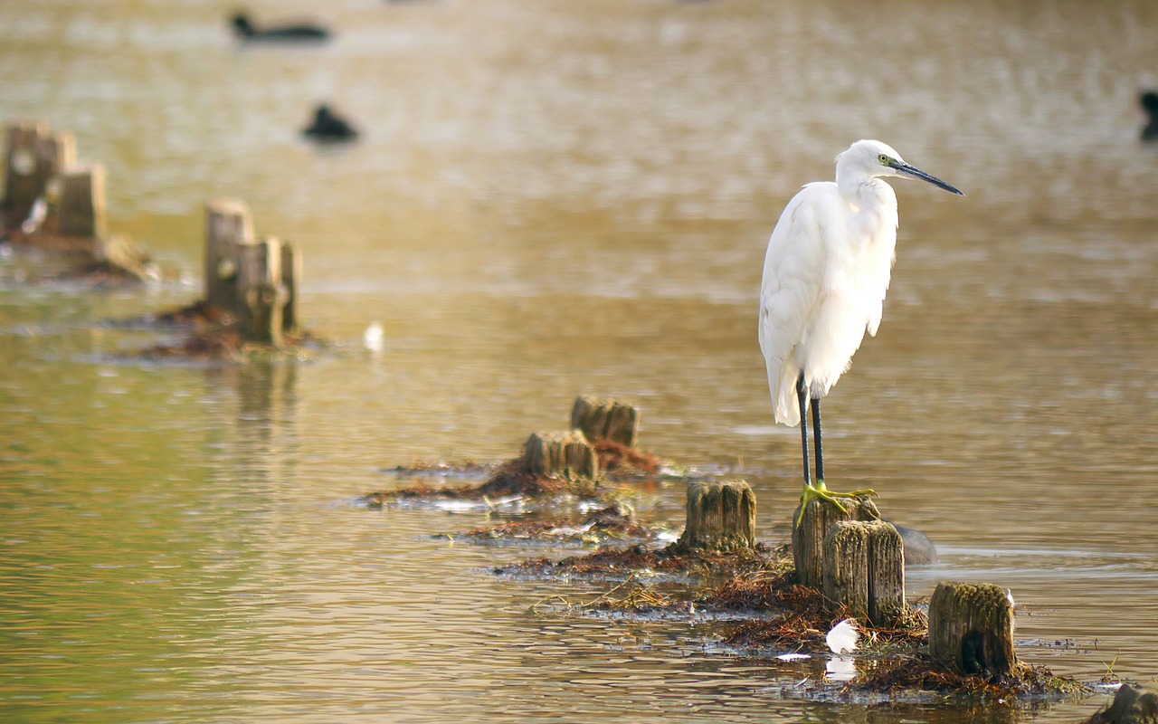 Image - nature birds egret white water