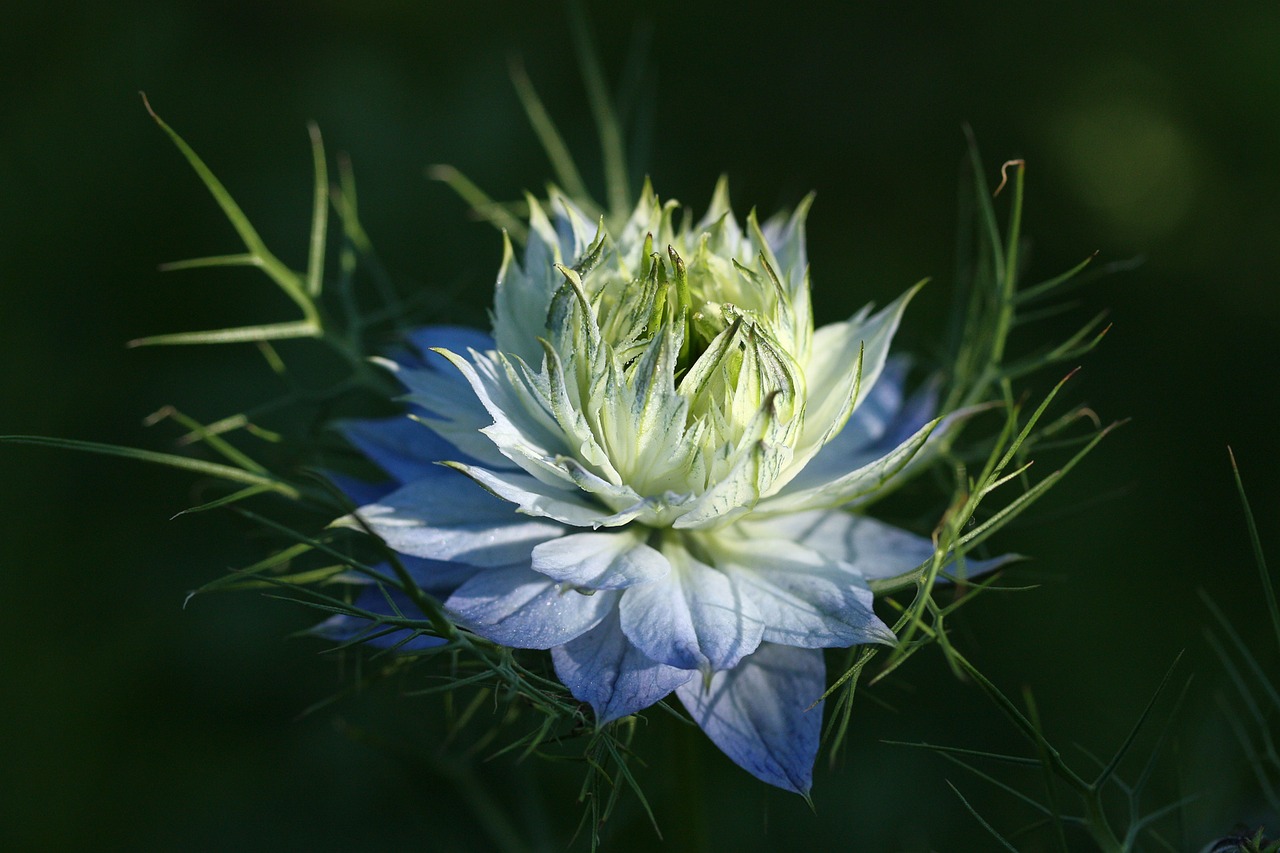 Image - flower blossom bloom