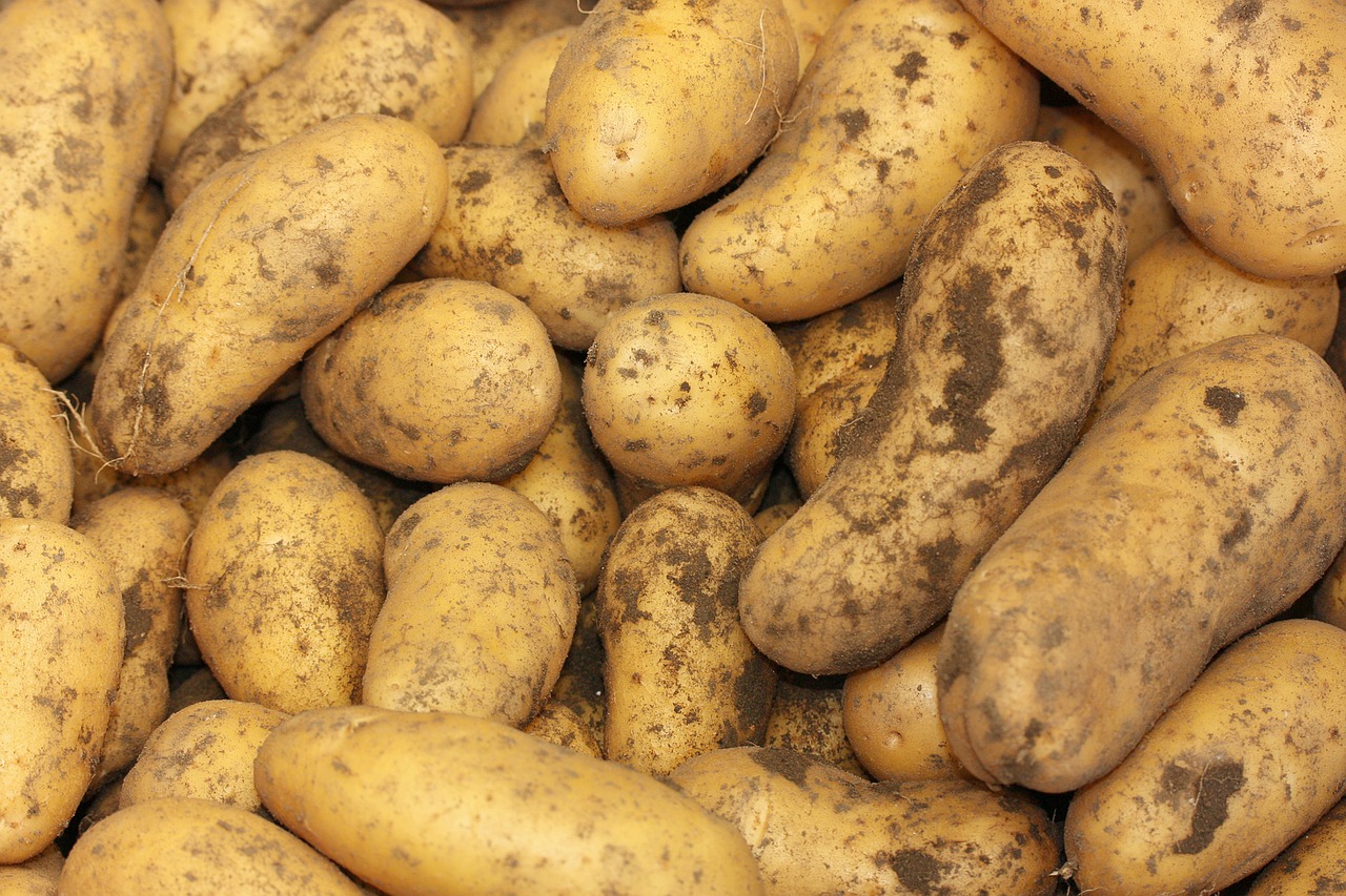 Image - potatoes solanum tuberosum herdöpfel