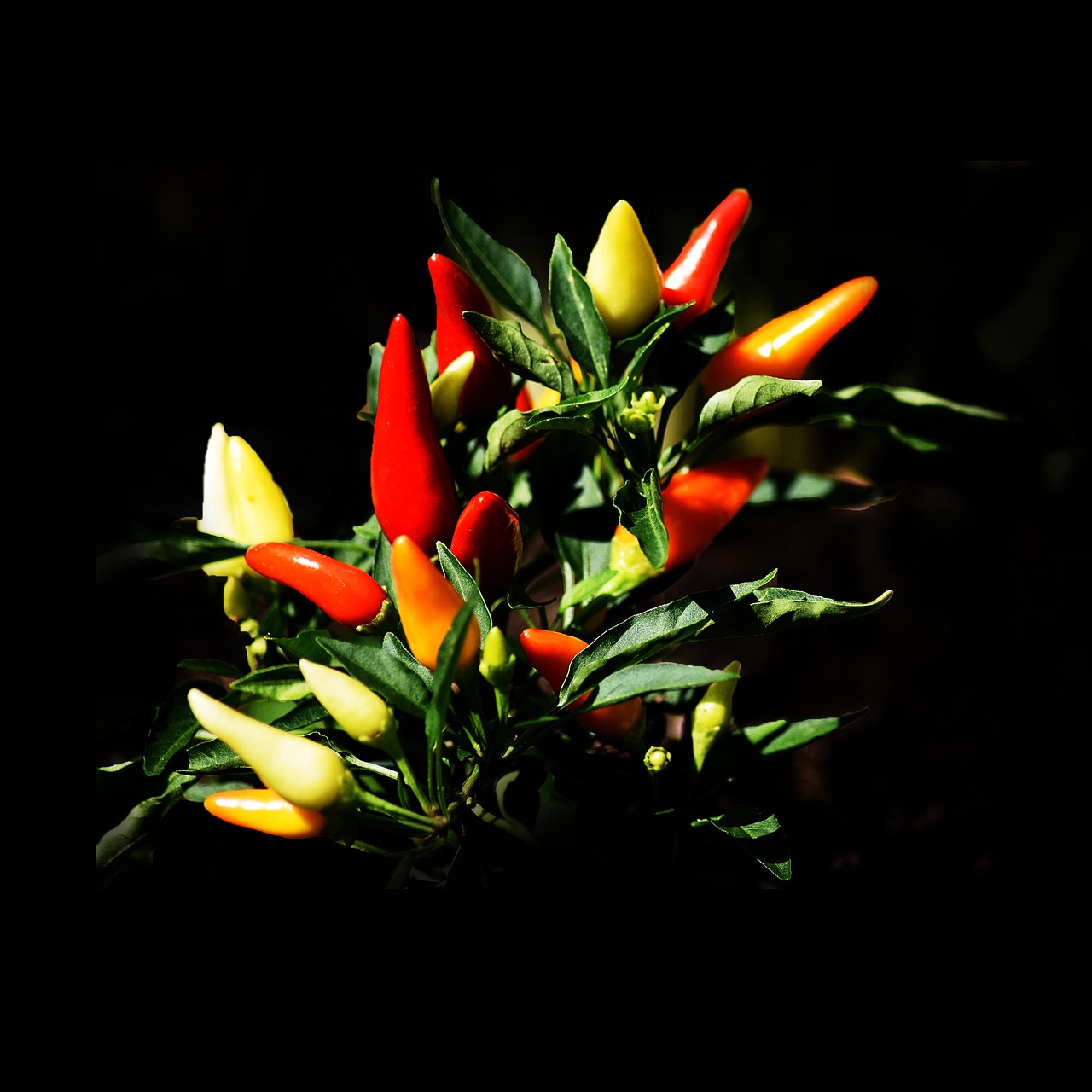 Image - peppers spicy kitchen west indies