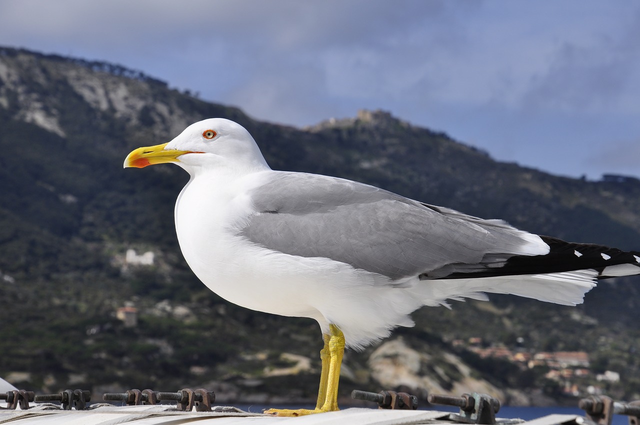 Image - seagull island sea tuscany