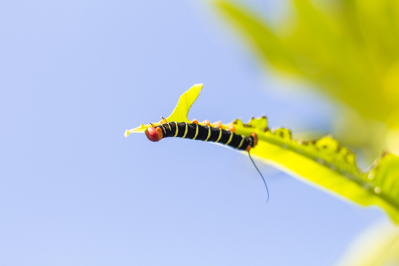 Image - tetrio sphinx caterpillar belize