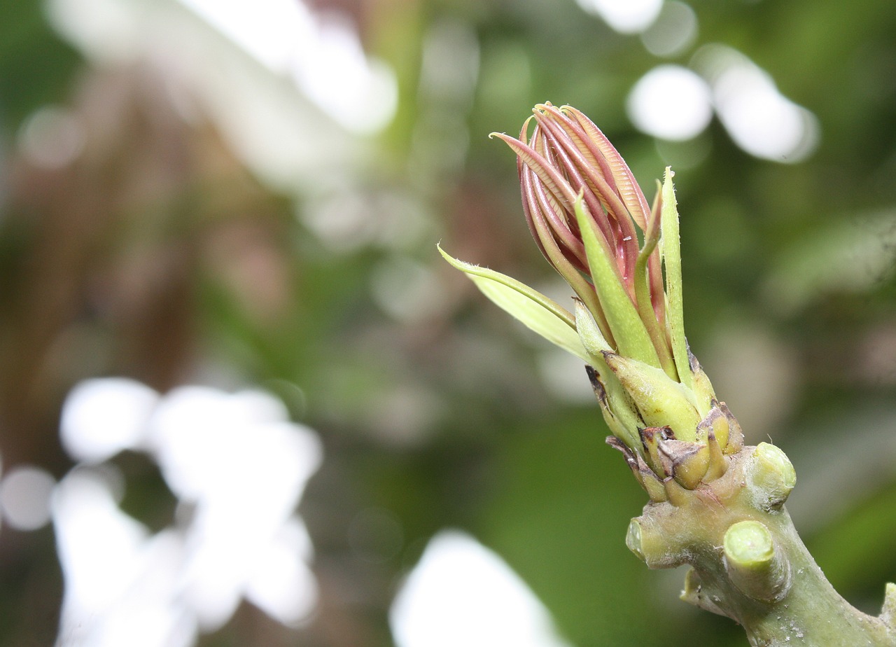 Image - beauty countryside mango sprout