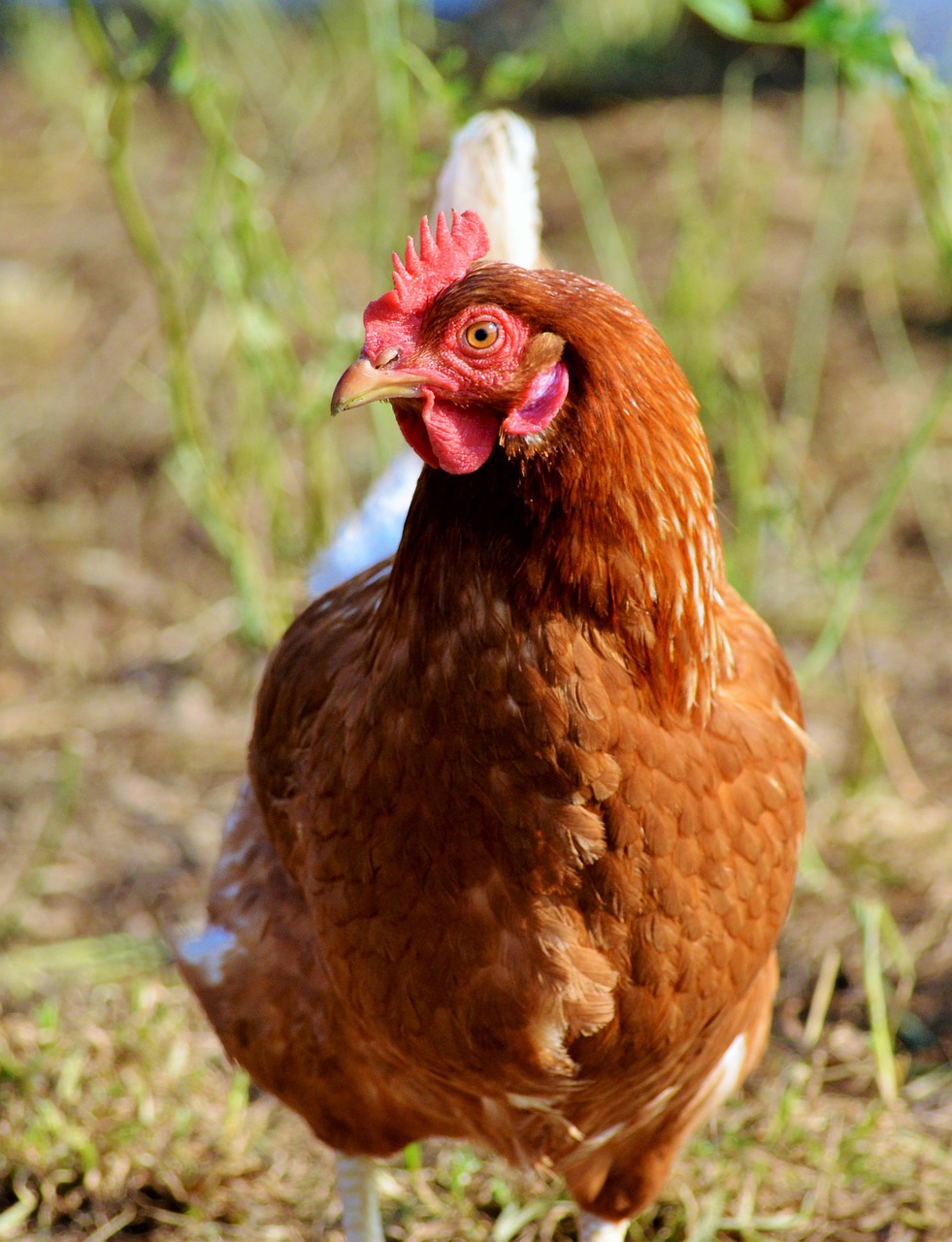 Image - chicken hen poultry free range