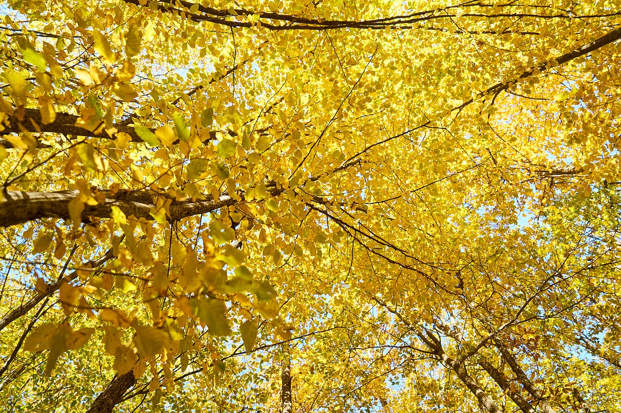 Image - yellow autumn leaves tree branches