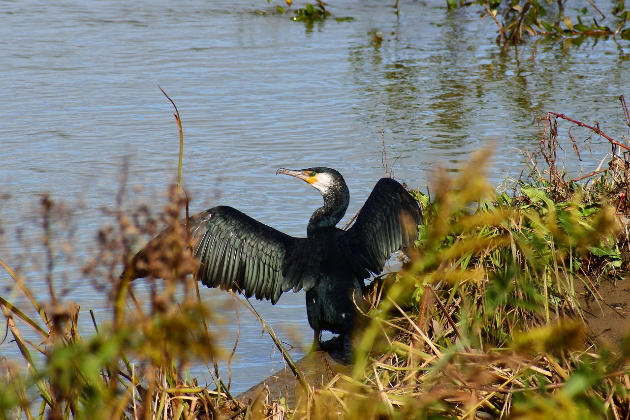 Image - animal river waterside bird