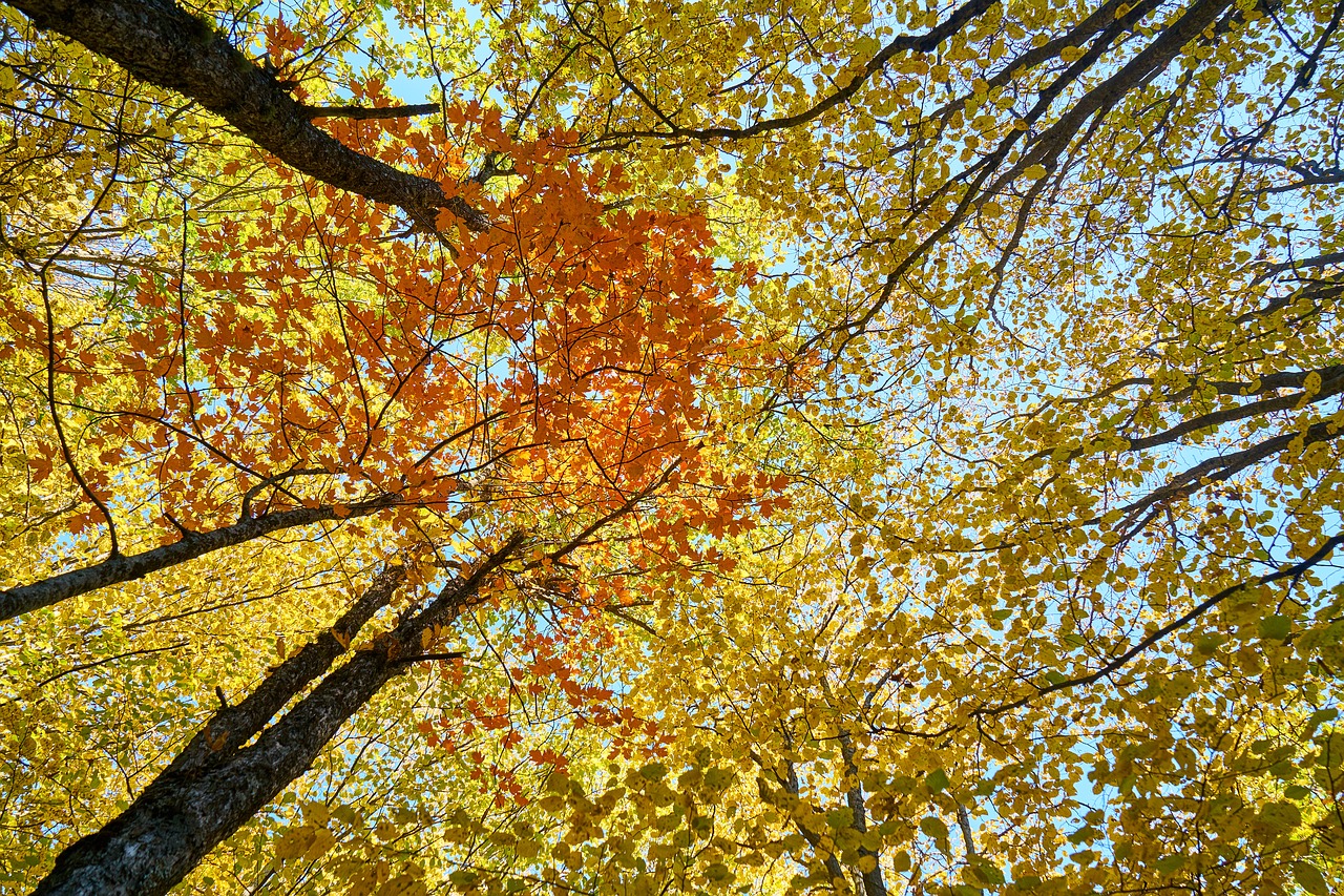 Image - yellow autumn leaves tree branches