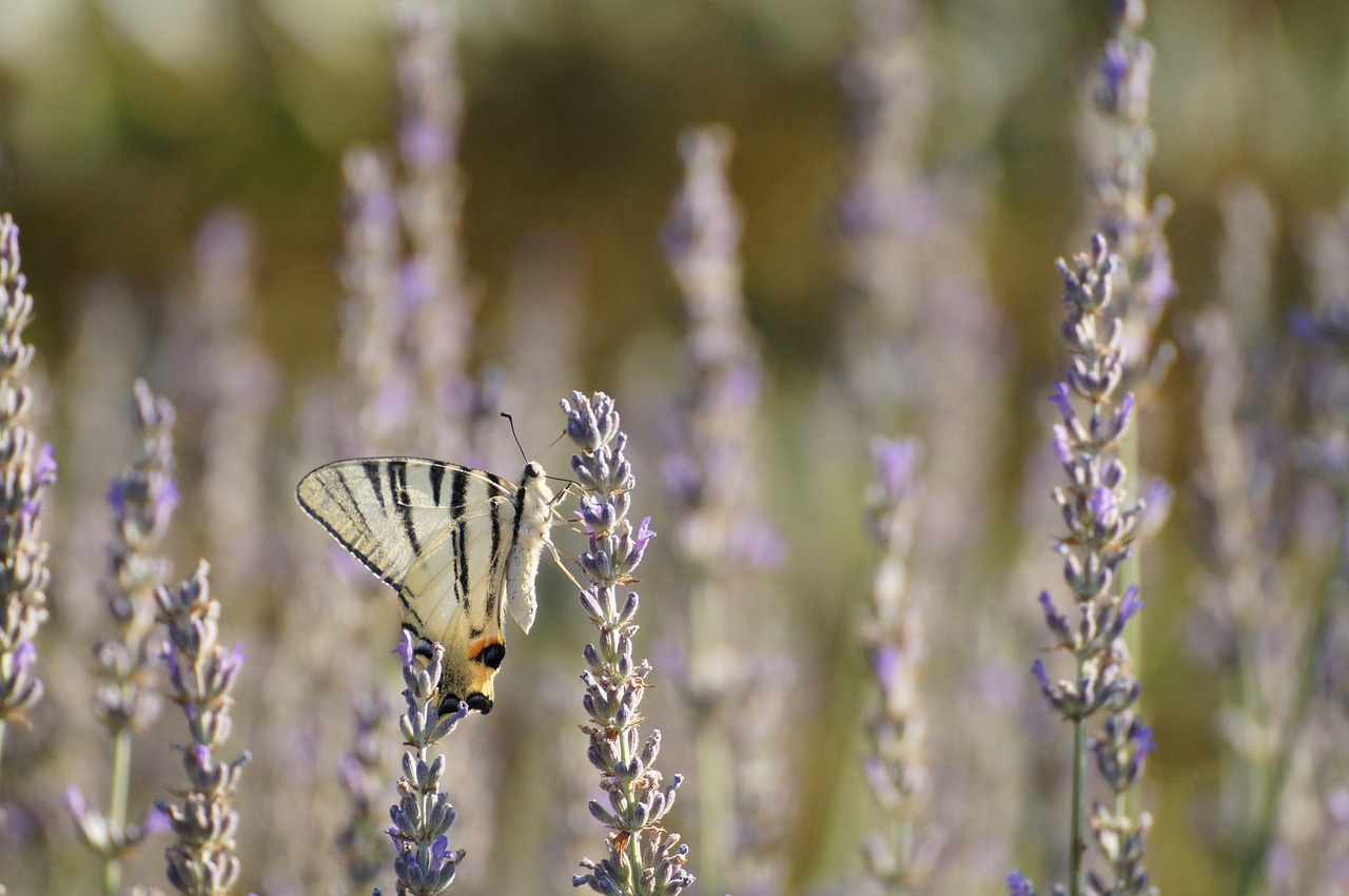 Image - nature italy tuscany butterfly