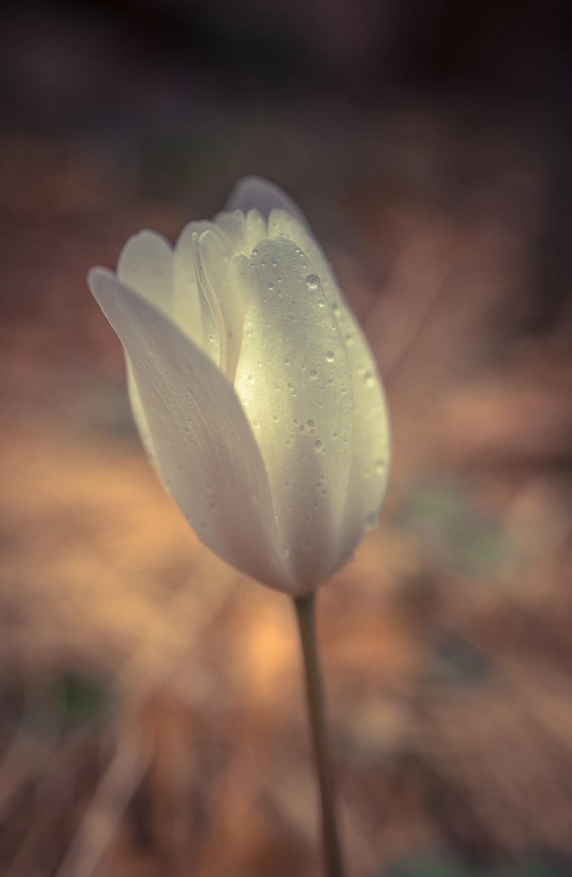 Image - flower light tulip floral