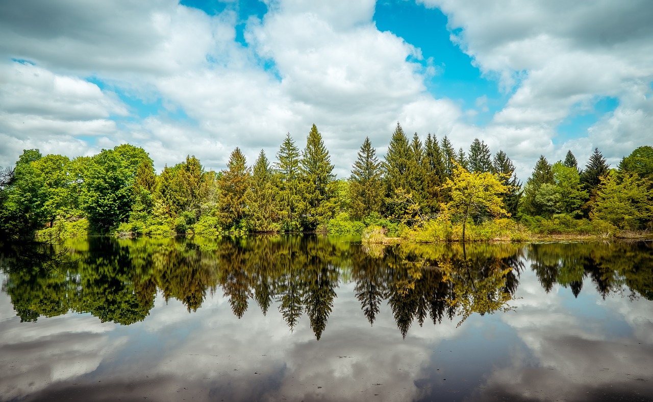 Image - trees woods reflections