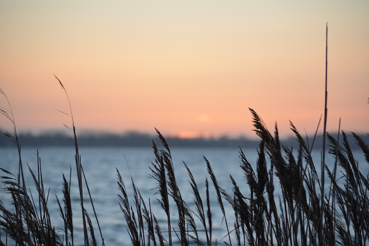 Image - reed sunset north sea fehmarn sea