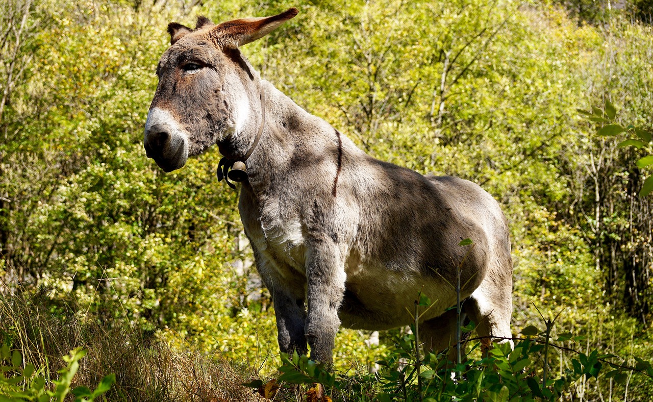 Image - donkey grey animal creature