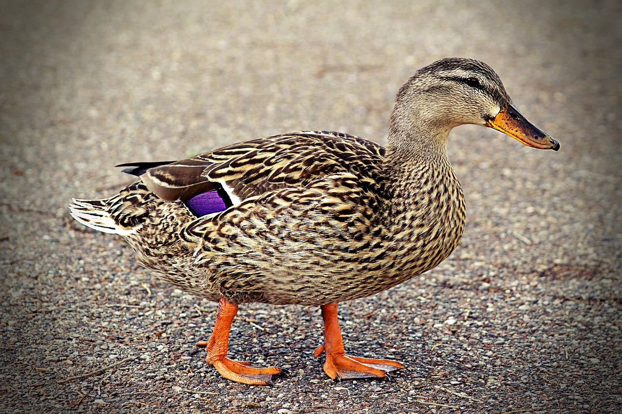 Image - duck walking quack