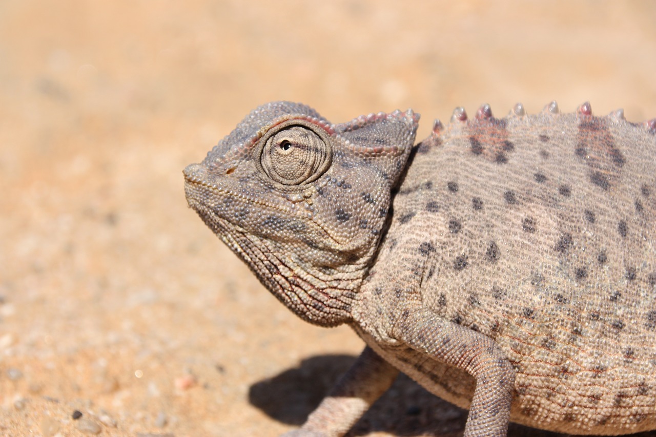 Image - namibia africa chameleon