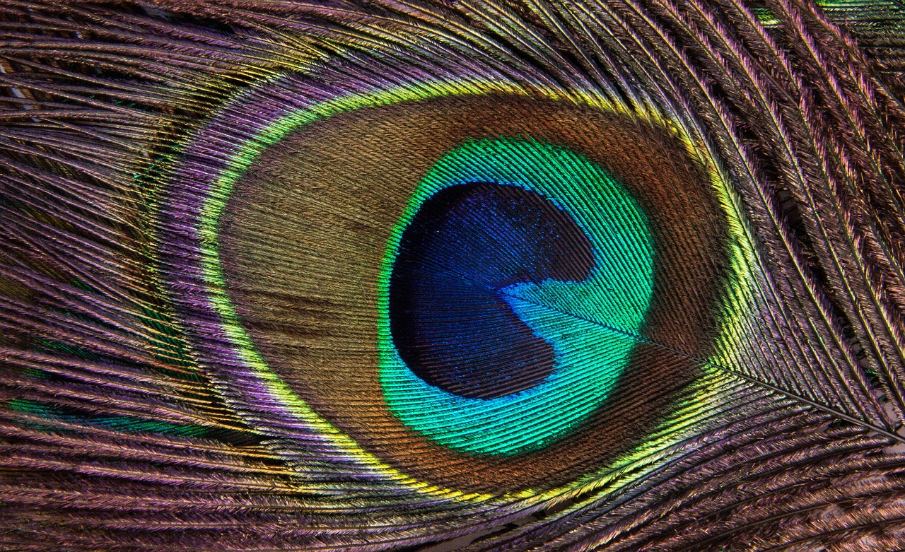 Image - peacock feather colourful feather