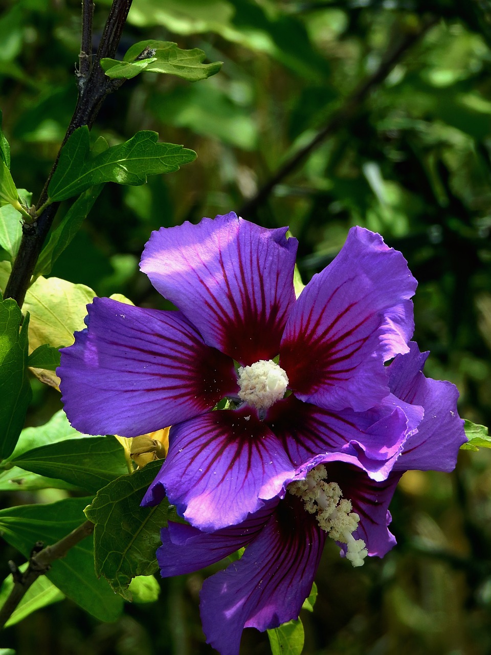 Image - flower violet colour purple flowers