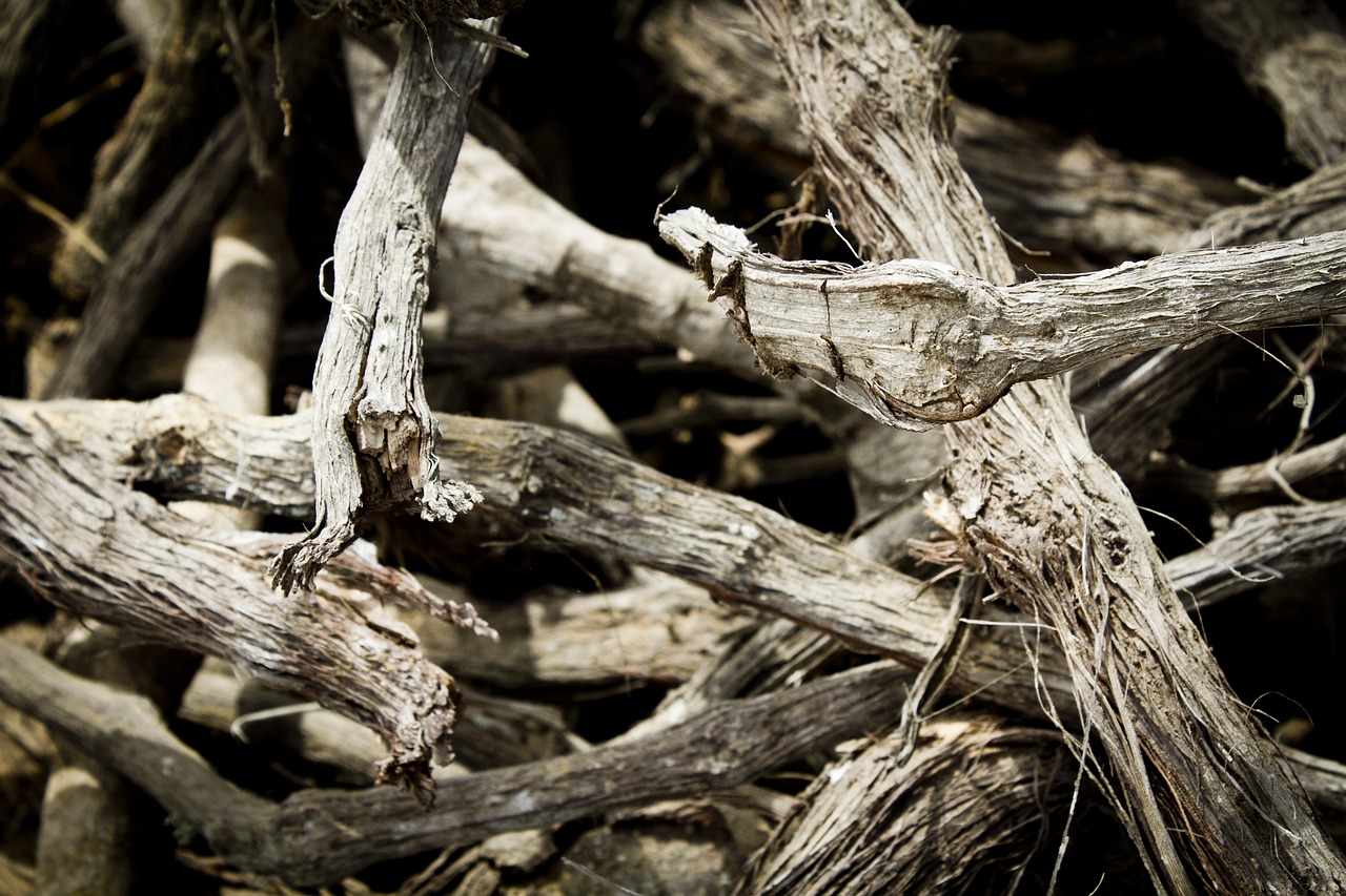 Image - wood trunks lena tree nature