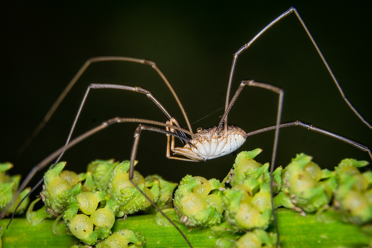 Image - spider macro weber servant close