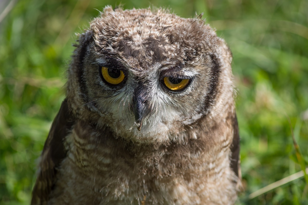 Image - owl close bird animals feather