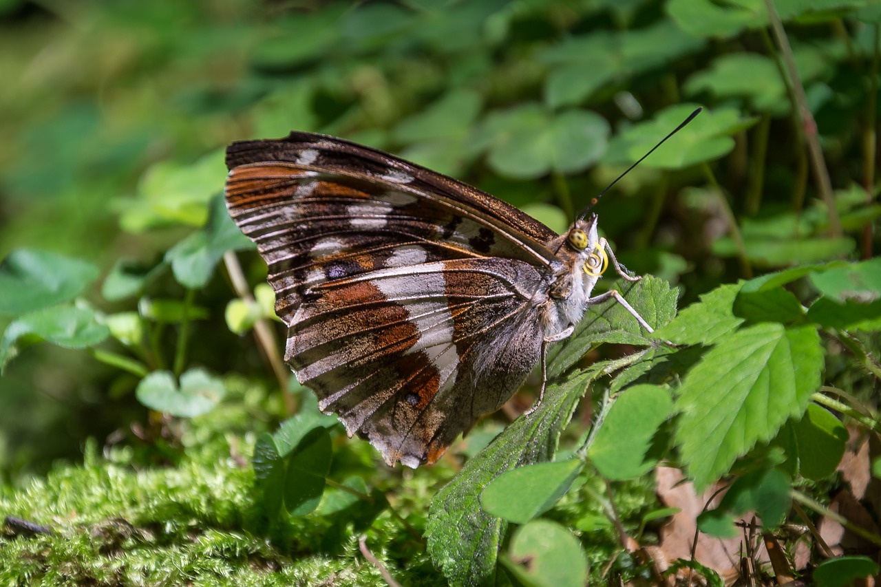 Image - butterfly macro diestel falter